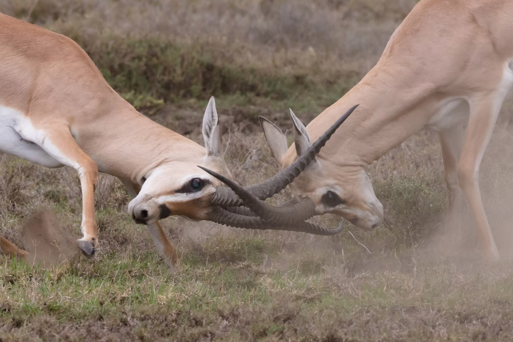 How to Manage Conflict Between Team Members